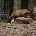 Sequoia National Park: Sherman Tree & Congress Trail Walk - Final Thoughts: Is It Worth It?