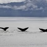 Seward: Resurrection Bay Half-Day Sightseeing Cruise - Who Should Consider This Tour?