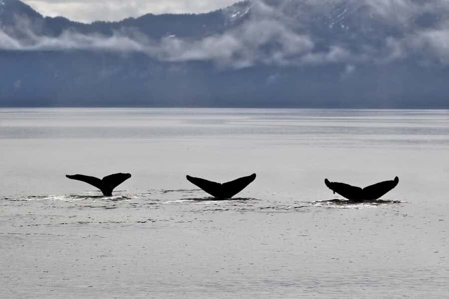 Seward: Resurrection Bay Half-Day Sightseeing Cruise - Who Should Consider This Tour?