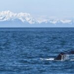 Seward: Spring Wildlife Guided Cruise - What to Expect: A Wildlife Show in the Making