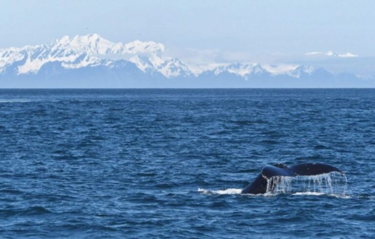 Seward: Spring Wildlife Guided Cruise - What to Expect: A Wildlife Show in the Making