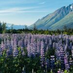Seward: Transit Tour to Anchorage with Wildlife Center - Who Should Consider This Tour?