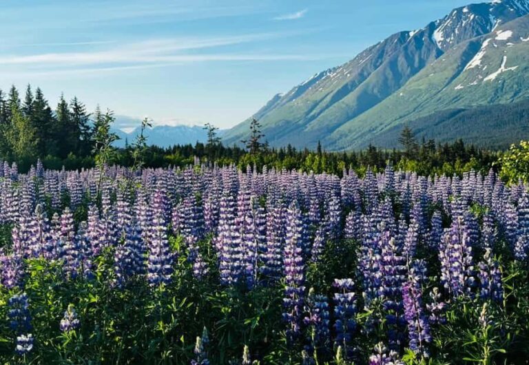 Seward: Transit Tour to Anchorage with Wildlife Center - Who Should Consider This Tour?