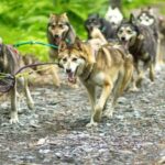 Seward: Turning Heads Kennel Tour & Dog Sled Ride - Who Will Enjoy This Tour?