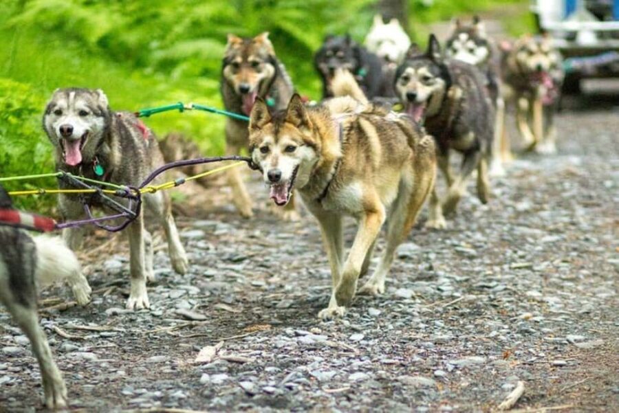 Seward: Turning Heads Kennel Tour & Dog Sled Ride - Who Will Enjoy This Tour?