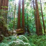 SF: Muir Woods, Sausalito, Golden Gate Bridge Private Tour - The Value for Money