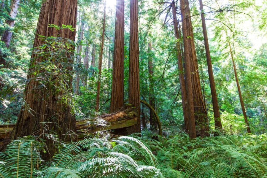 SF: Muir Woods, Sausalito, Golden Gate Bridge Private Tour - The Value for Money