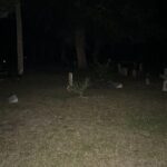 Shared Minibus Tour in Historic St. Augustine - Why This Tour Could Be Perfect for You