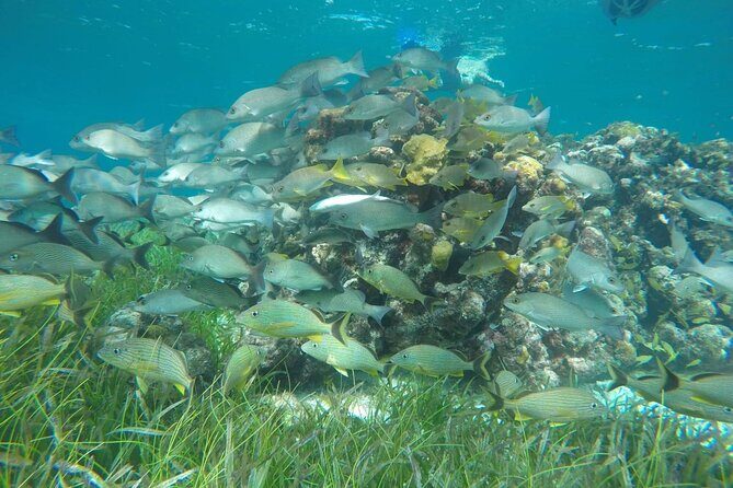 Shared Sky Snorkeling in Cozumel - Analyzing the Value