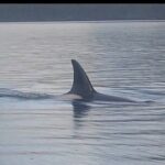 Shared Whale and Wildlife Viewing - What Makes This Experience Special?