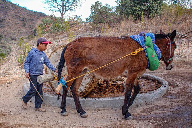Shared Zapotec Highlights Tour in Oaxaca - Who Should Consider This Tour?
