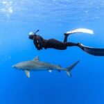 Shark Dive Private Charter No Cage - What to Expect on Your Private Shark Encounter