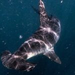 Shark Guided Diving Los Cabos - The Value of This Experience