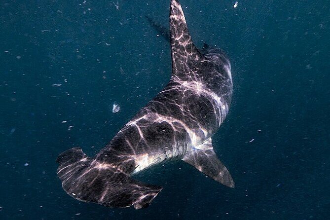 Shark Guided Diving Los Cabos - The Value of This Experience