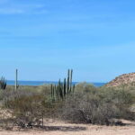 Shark Island: Tour of the largest island in Mexico - Who Will Love This Tour?