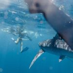 Shark Safari in San Jose del Cabo - Why This Tour Is Worth It
