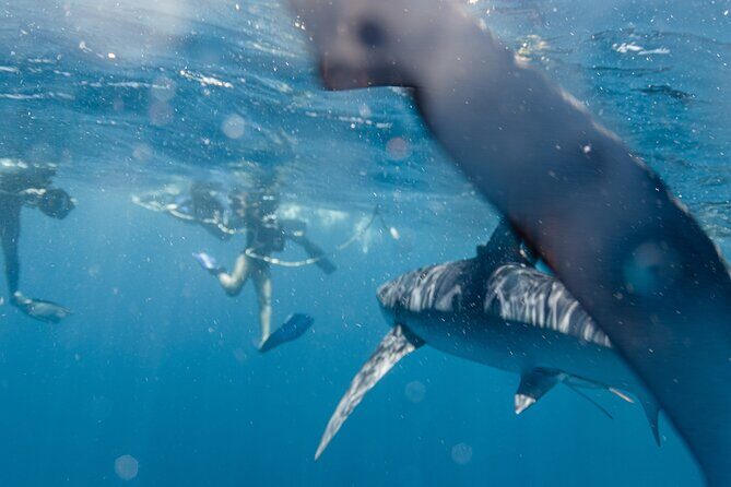 Shark Safari in San Jose del Cabo - Why This Tour Is Worth It