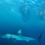 Shark Safari & Snorkel Adventure in Cabo San Lucas - Final Thoughts