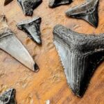 Shark Tooth and Shell Hunting Tour in Charleston, SC - FAQ – Practical Questions Answered