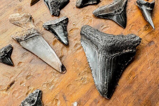 Shark Tooth and Shell Hunting Tour in Charleston, SC - FAQ – Practical Questions Answered