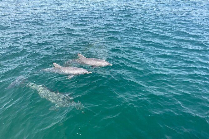 Shell Island Dolphin and Snorkel Boat Tour - Final Thoughts: Who Will Love This Tour?