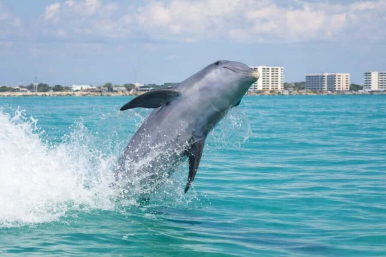 Shell Island Nature & Marine Viewing Tour - Who Will Enjoy This Tour?