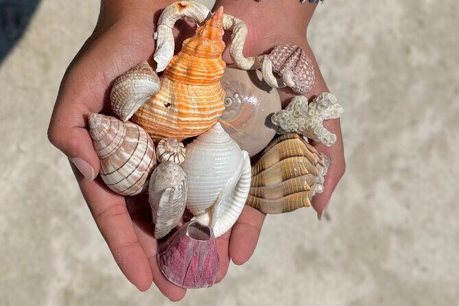 Shell Key Shelling Tour Discover Unique Treasures - St. Pete, FL - Who Will Love This Tour?