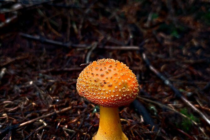 Shining Rock Guided Tour - Who Should Book This Tour?