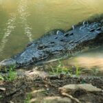 Shore Excursion Mazunte and Ventanilla Crocs & Turtles - Authentic Experiences That Make a Difference