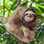 Shuttle From San Jose Airport To Monteverde - Authentic Traveler Insights