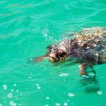 Sian Kaan Eco Adventure! Round Transportation From Playa Del Carmen - What Reviewers Say (From Available Feedback)