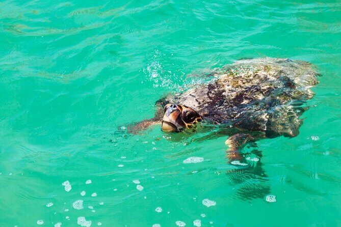 Sian Kaan Eco Adventure! Round Transportation From Playa Del Carmen - What Reviewers Say (From Available Feedback)