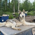 Siberian Husky Kennel Tour in Fairbanks Alaska - FAQ