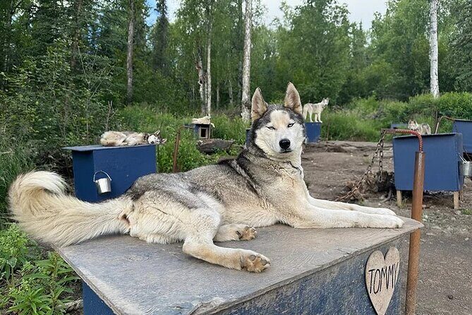 Siberian Husky Kennel Tour in Fairbanks Alaska - FAQ