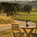 Sideways Movie Wine Trail: A Self-Guided Driving Tour - Who Will Love This Tour?