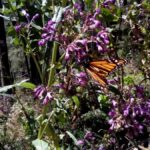 Sierra Chincua and Tlalpujahua: Monarch Butterflies and a Magical Town - Authentic Experiences and Practicalities