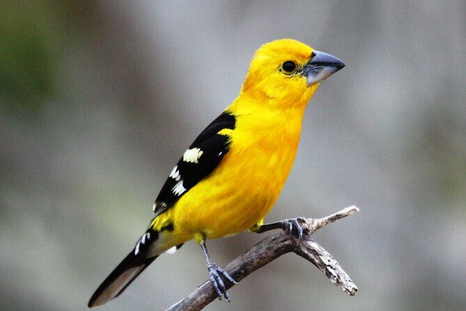 SIerra Madre Highland bird and Tuito - Why This Tour Offers Great Value