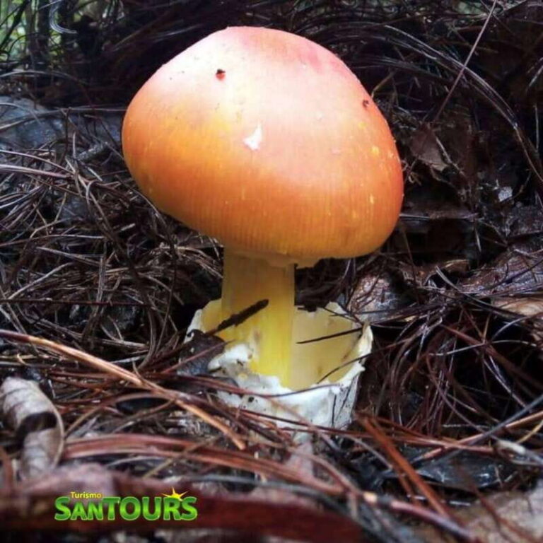 Sierra Norte: Eco Adventure Tour - Who Should Consider This Tour?