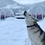 Silvaras Winter Igloo Wine Experience - Final Thoughts: Is It Worth It?