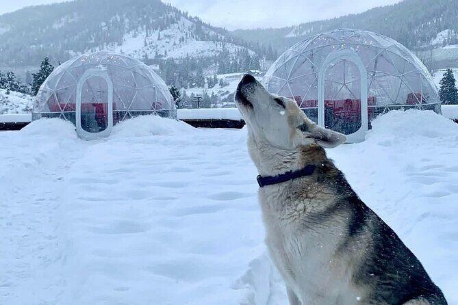 Silvaras Winter Igloo Wine Experience - Final Thoughts: Is It Worth It?