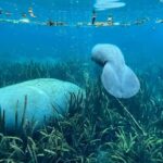 Silver Springs: Clear Kayak Eco-Tour with Manatee Viewing - In Summary: Who Will Appreciate This Tour?