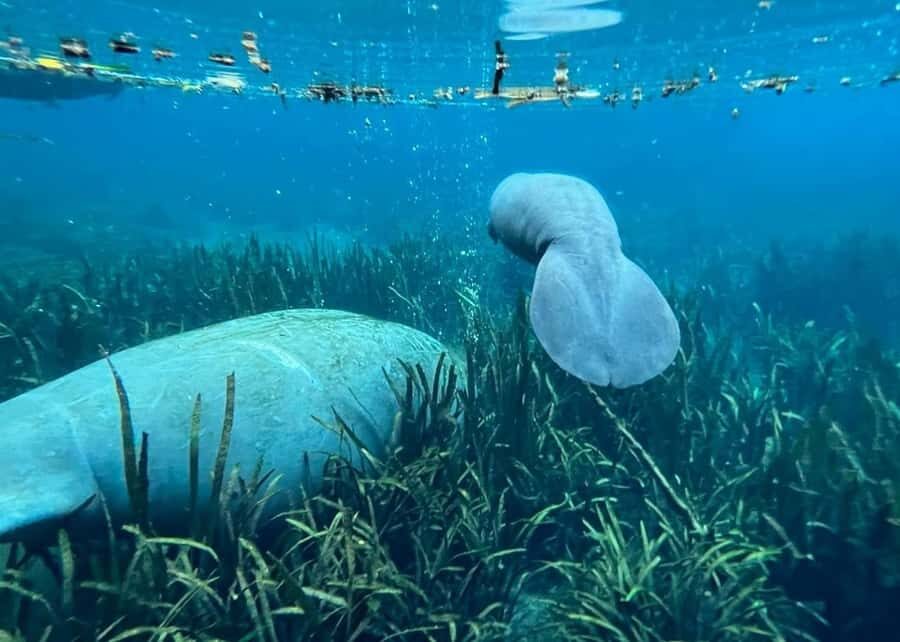 Silver Springs: Clear Kayak Eco-Tour with Manatee Viewing - In Summary: Who Will Appreciate This Tour?