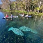 Silver Springs: Clear Kayak Manatee Season Tour - What to Expect from the Tour: Step by Step