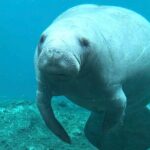 Silver Springs: Clear Kayaking Wildlife Tour - The Sum Up: Who Is This Tour For?