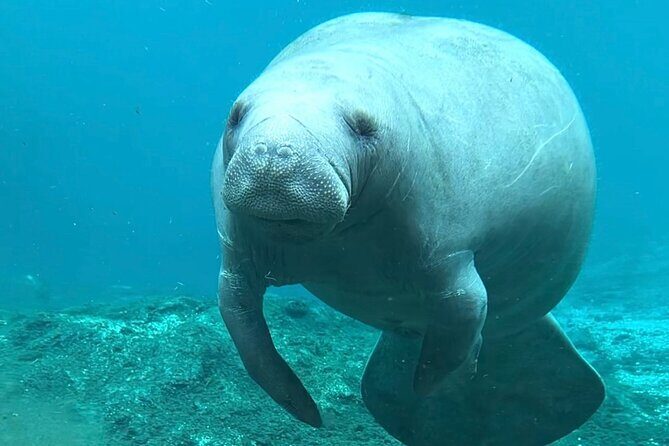 Silver Springs: Clear Kayaking Wildlife Tour - The Sum Up: Who Is This Tour For?