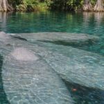 Silver Springs Guided Kayak Tour with Orlando Pick Up - Why This Tour Stands Out
