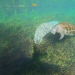 Silver Springs Kayak Tour with Orlando Pick Up - The Experience in Detail