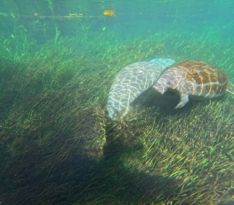 Silver Springs Kayak Tour with Orlando Pick Up - The Experience in Detail