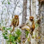 Silver Springs: Manatees, Monkeys, and Natural Spring Tour - Who Will Love This Tour?