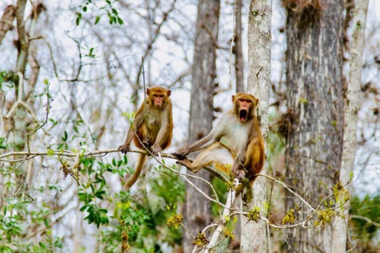 Silver Springs: Manatees, Monkeys, and Natural Spring Tour - Who Will Love This Tour?